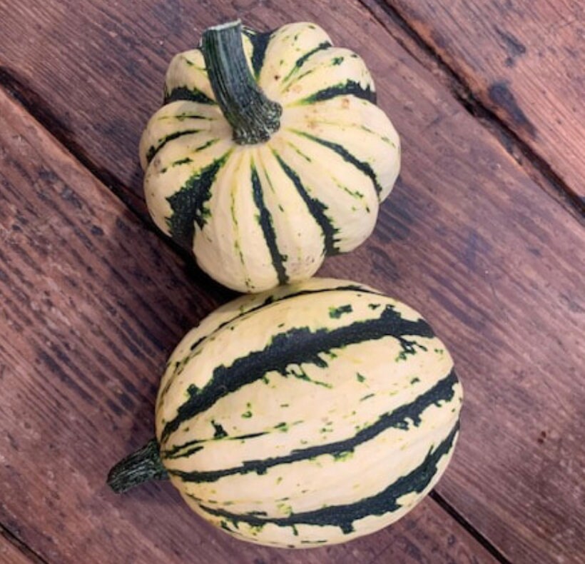 Jester Delicata Squash f1/c.pepo Seeds Peanut Squash Etsy