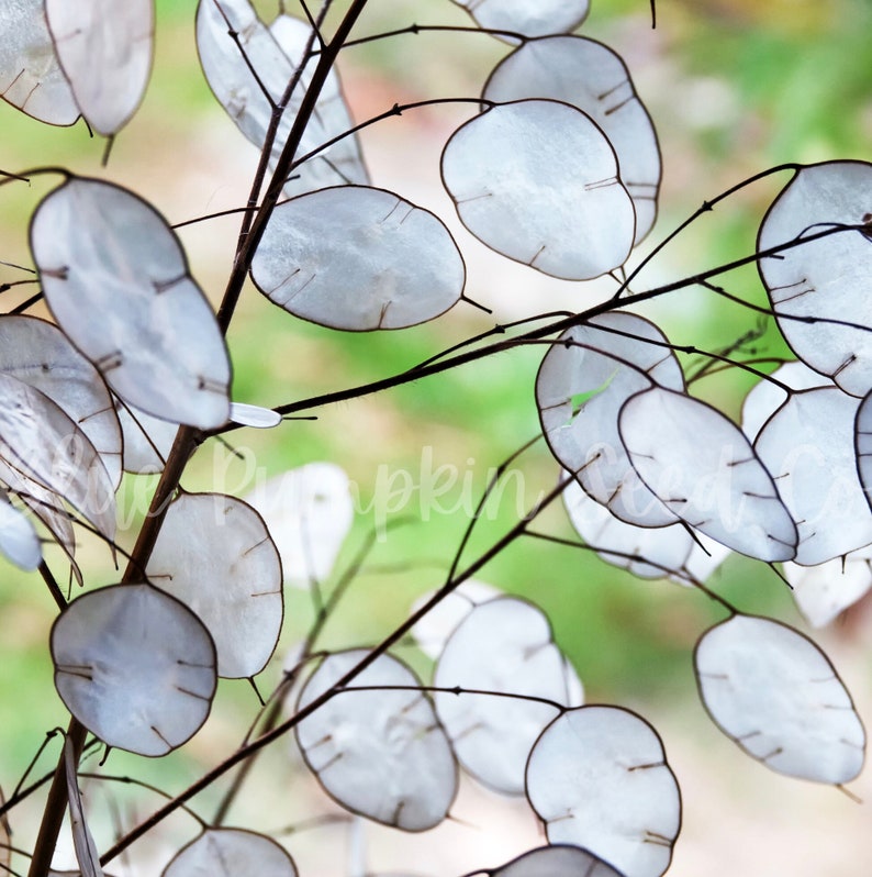 Sun shines through the transparent leaves of the money plant.