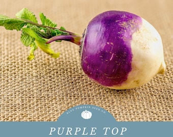 Purple Top Rutabaga (heirloom) seeds: Purple Top Swede, Ci-colored Rutabaga, Root Vegetable, heirloom rutabaga seeds