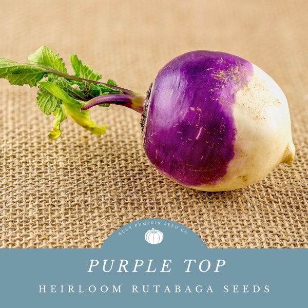 Purple Top Rutabaga (heirloom) seeds: Purple Top Swede, Ci-colored Rutabaga, Root Vegetable, heirloom rutabaga seeds