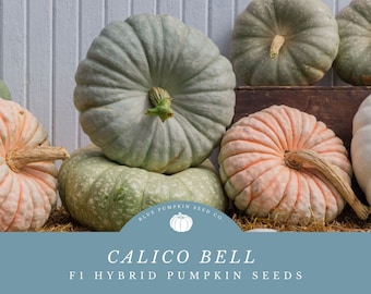 Könnte beinhalten: Nahaufnahme einer Gruppe von Kürbissen in den Farben Blau, Grün und Orange. Die Kürbisse sind übereinander gestapelt und von Stroh umgeben. Der Text "Calico Bell F1 Hybrid Pumpkin Seeds" ist auf blauem Hintergrund dargestellt.