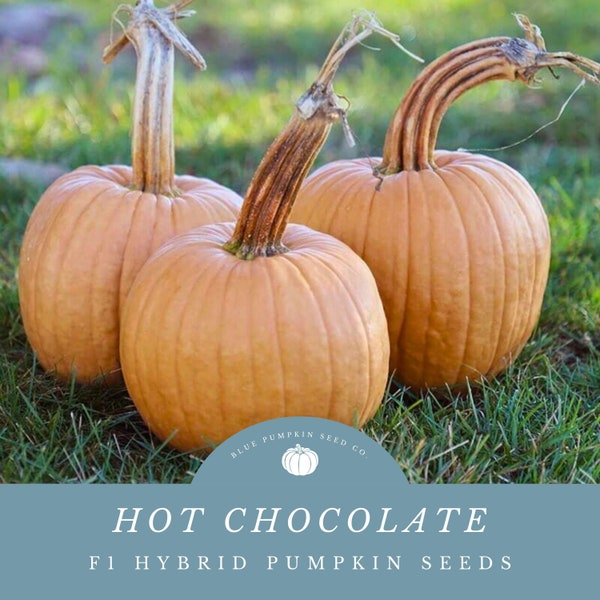 Hot Chocolate Pumpkin Seeds (F1/PM tolerant/c.maxima): Chocolate pumpkin, tan pumpkin, brown pumpkin, Jack O Lantern, pumpkin seeds