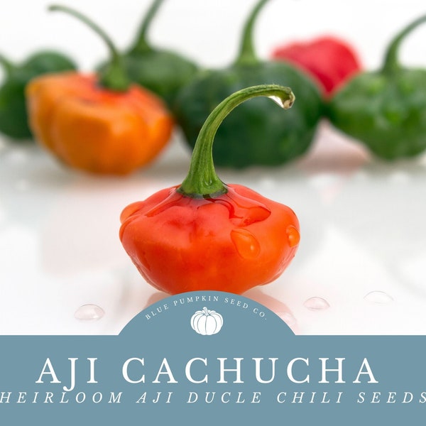 Aji Cachucha heirloom chili seeds: For Caribbean & South American Cuisine - Sweet And Fruity With High Yields!