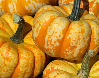 Spark F1 Pumpkin Seeds: Grow High Yielding Bright Yellow and