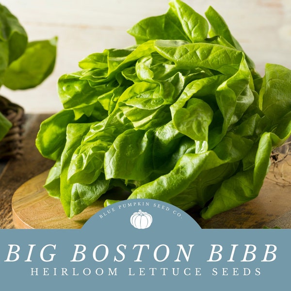 Big Boston Lettuce seeds: Deliciously Sweet  And Buttery | Perfect for Salads and Sandwiches!