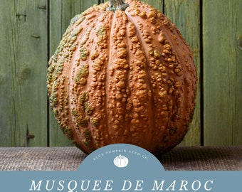Musquee De Maroc (c.moschata) Pumpkin seeds: Grow A Middle Eastern Classic! Great for Middle Eastern Cuisine!
