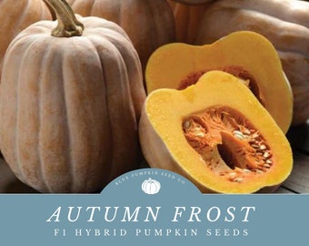 Autumn Frost Pumpkin seeds: Grow Frosty Looking Pumpkins - Delicious And Perfect For Fall Displays!