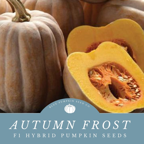 Autumn Frost Pumpkin seeds: Grow Frosty Looking Pumpkins - Delicious And Perfect For Fall Displays!