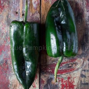 May include: Two dark green poblano peppers on a rustic wooden background. The peppers are whole and have a glossy finish.