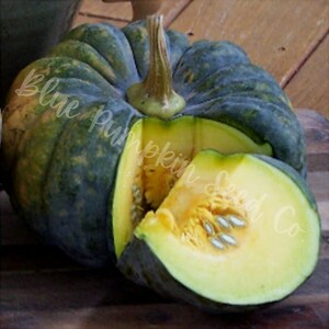 A Chirimen pumpkin that has been sliced with bright yellow flesh exposed.