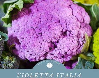 Violetta Italia Cauliflower Seeds - A Unique Purple Heirloom Beauty for Your Garden
