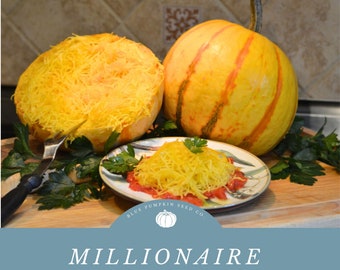 Millionaire F1 Winter Squash Pumpkin: From Ornamental Pumpkin to Vegetable Spaghetti! Disease Resistant!