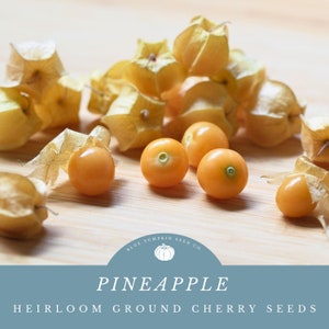 May include: Close-up of golden yellow ground cherries, also known as husk cherries, with their papery husks. The ground cherries are arranged on a light brown wooden surface. The text "Pineapple Heirloom Ground Cherry Seeds" is displayed below the image.
