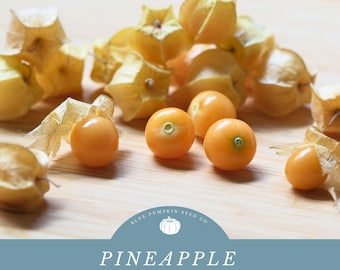 Pineapple Ground Cherry (heirloom) : Ground cherry, Inca berry, Golden Berry, Cape Goose Barry, tomatillo seeds