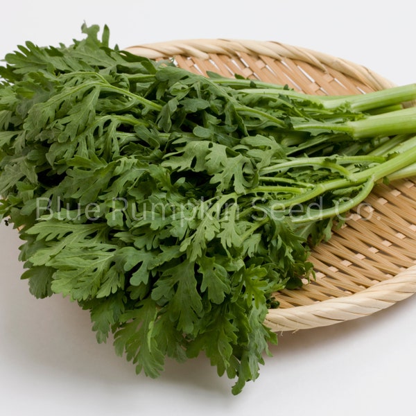 Chrysanthemum Seeds Etsy