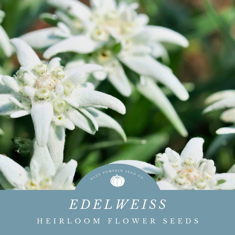 Stunning Edelweiss flowers overlap each other.