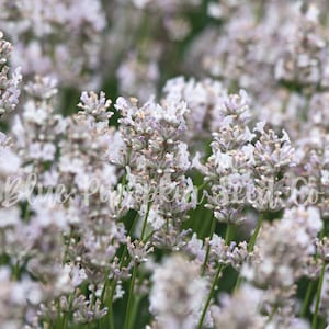 Elegance Ice lavender with its blooms drying up and going to seed.