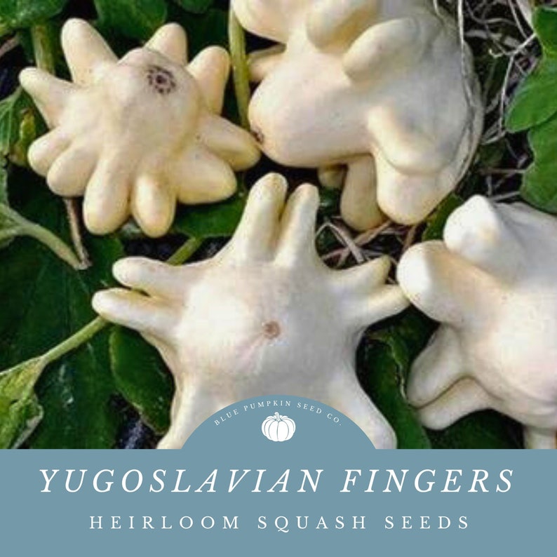 Four Yugoslavian Fingers squash resting on leaves