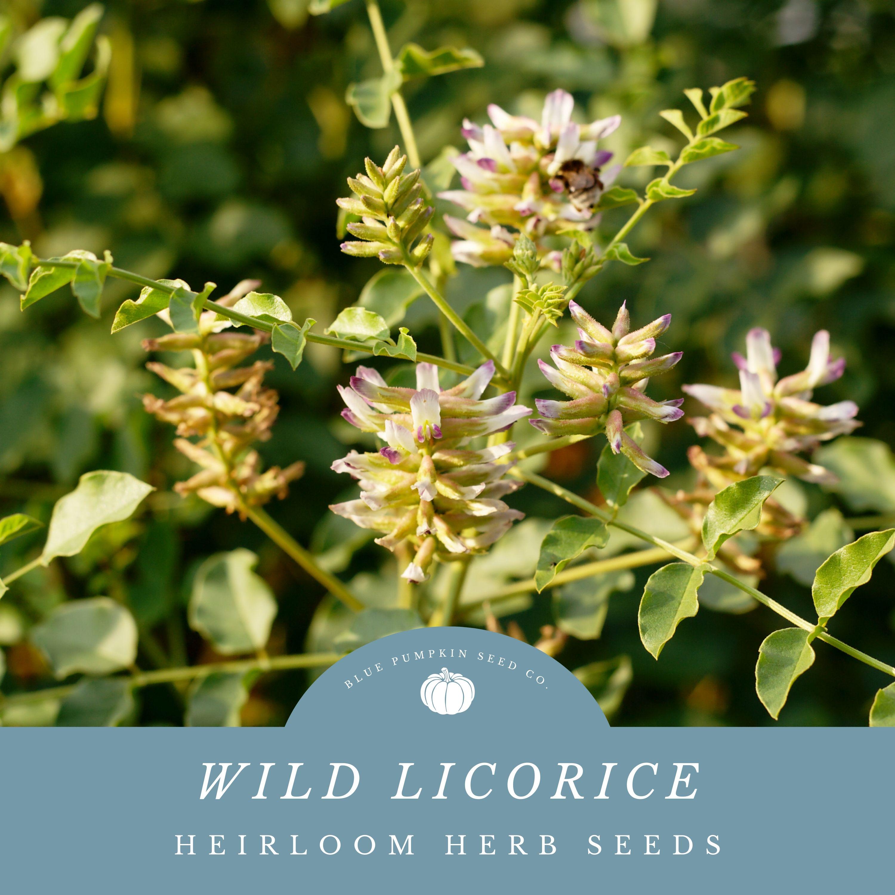 licorice plant seeds 45 Seeds| American Licorice Seeds main image 1