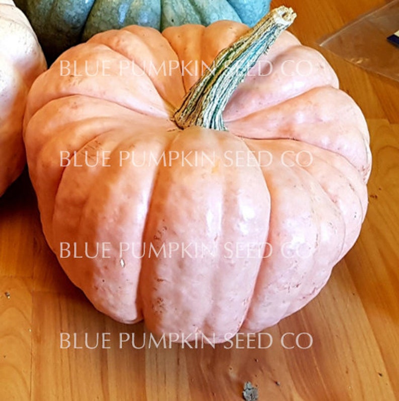 A Porcelain doll pumpkin on a wooden floor.