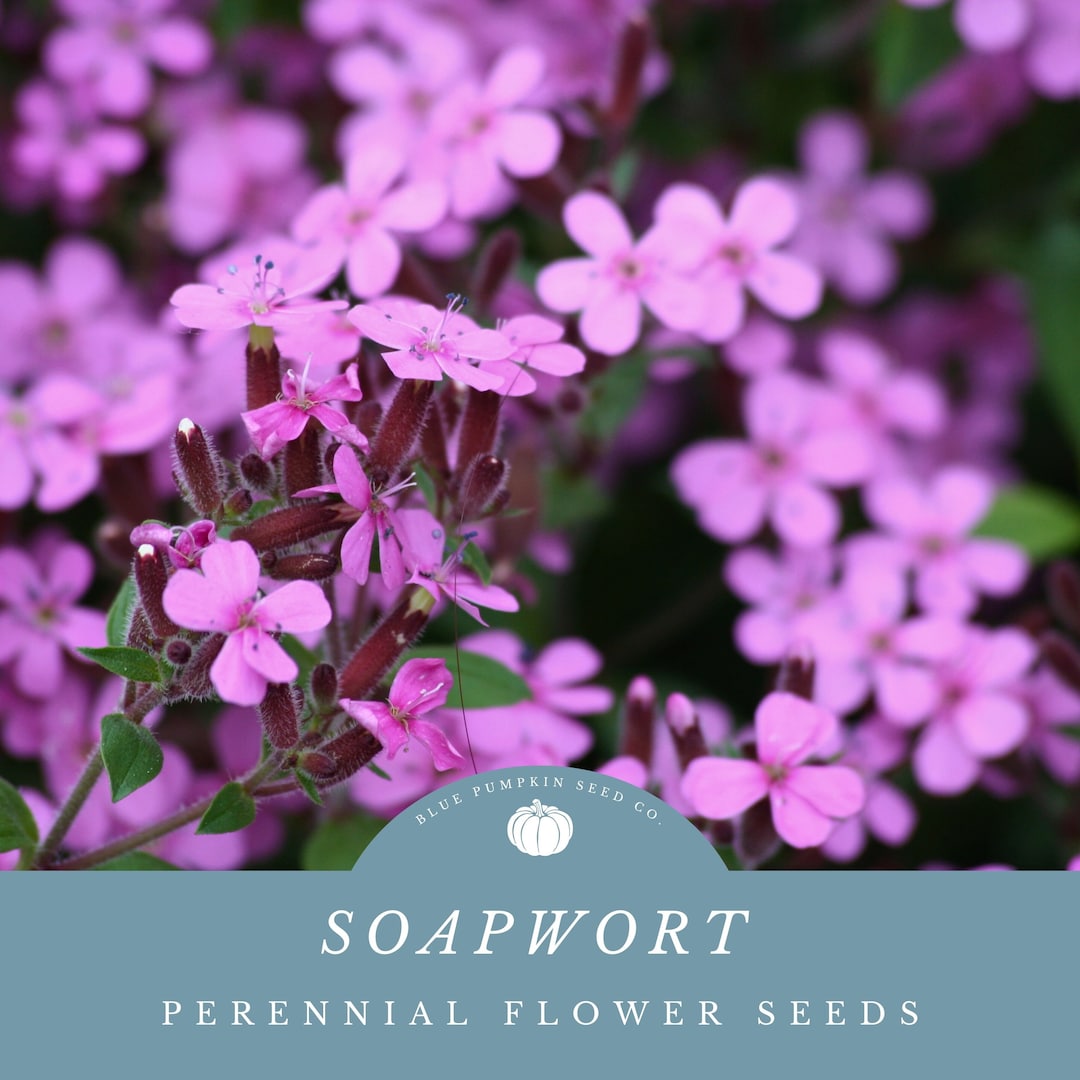 Soap Plant Seeds Soapwort, Soap Weed, Bouncingbet, Crow Soap, Wild