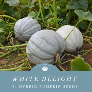 May include: Three large, pale blue pumpkins with a white, ribbed texture are growing in a field. The pumpkins are surrounded by green leaves and vines. The text "WHITE DELIGHT F1 HYBRID PUMPKIN SEEDS" is displayed on a blue background with a white pumpkin logo.