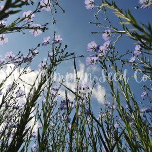 A ground view of Flax plants growing upwards.