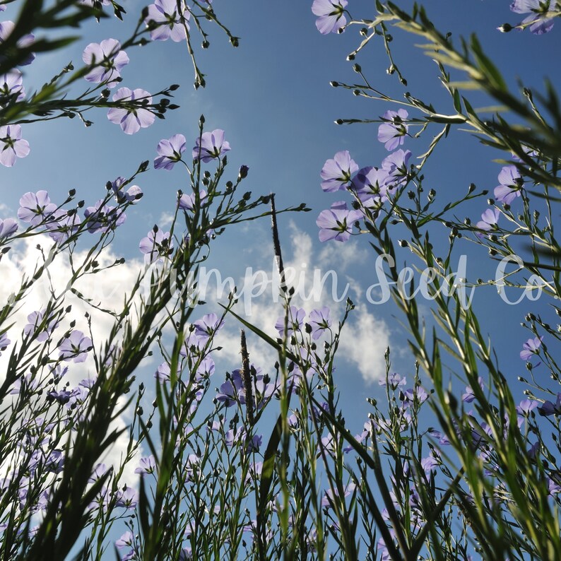 A ground view of Flax plants growing upwards.