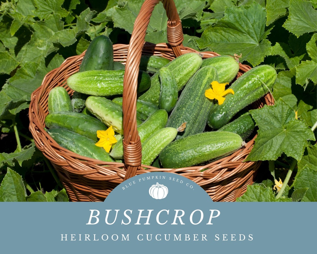 Bush Crop Cucumber Seeds Easy Container Gardening With