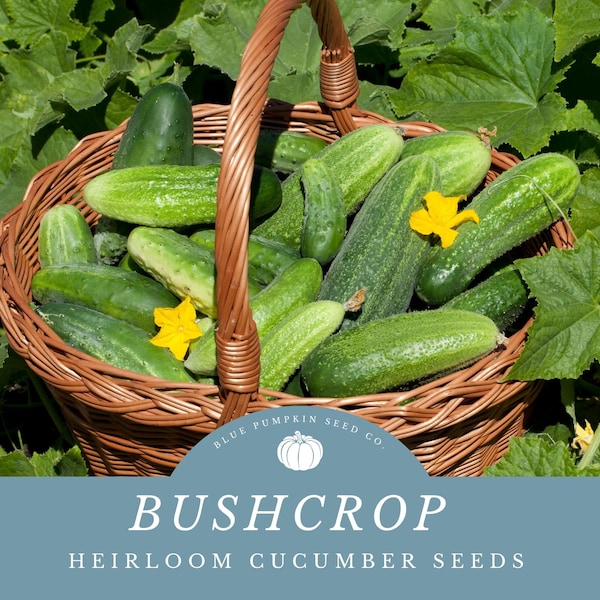 Bush Crop Cucumber Seeds: Easy Container Gardening with- Disease-Resistant and Bush-Like Growth