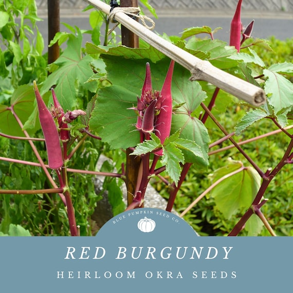 Red burgundy okra seeds (heirloom): Red okra, purple okra, heirloom vegetable seeds, drought tolerant vegetable seeds