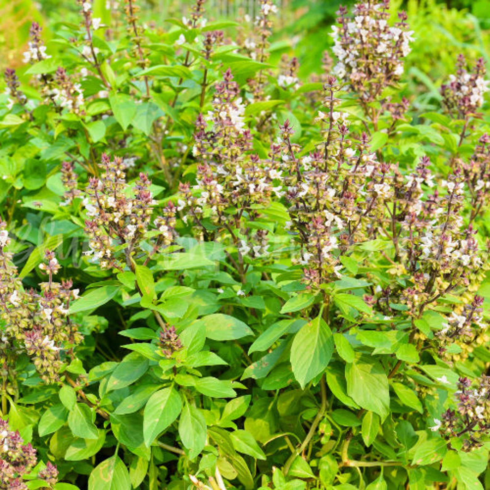 Thai basil seeds Anise basil horapha Rau Que Hung Que Etsy