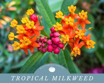 Tropical Milkweed seeds: Monarch flower, blood flower, scarlet milkweed, sunset flower, silkweed, Pleurisy root