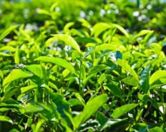 Semillas de árbol del té (Camillia Sinensis): Semillas de árbol del té para cultivar tu propio árbol del té, semillas de árbol del té para cultivar bonsáis.