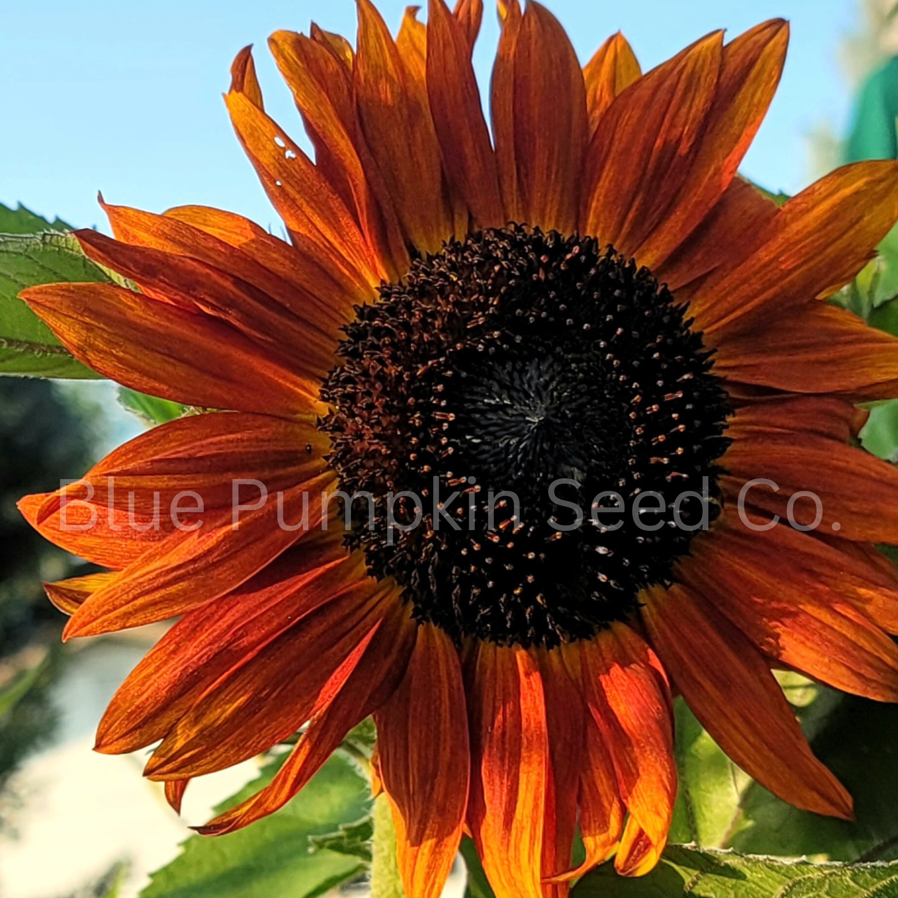 Earthwalker Sunflower Seeds: Fall Beauties - Grow Stunning