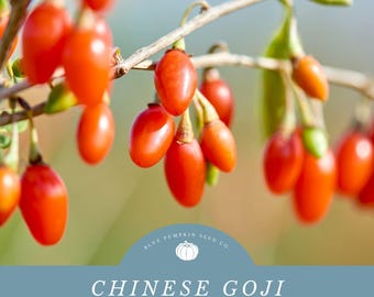 Goji Berry Seeds: Grow Your Own Juicy Goji Berries!