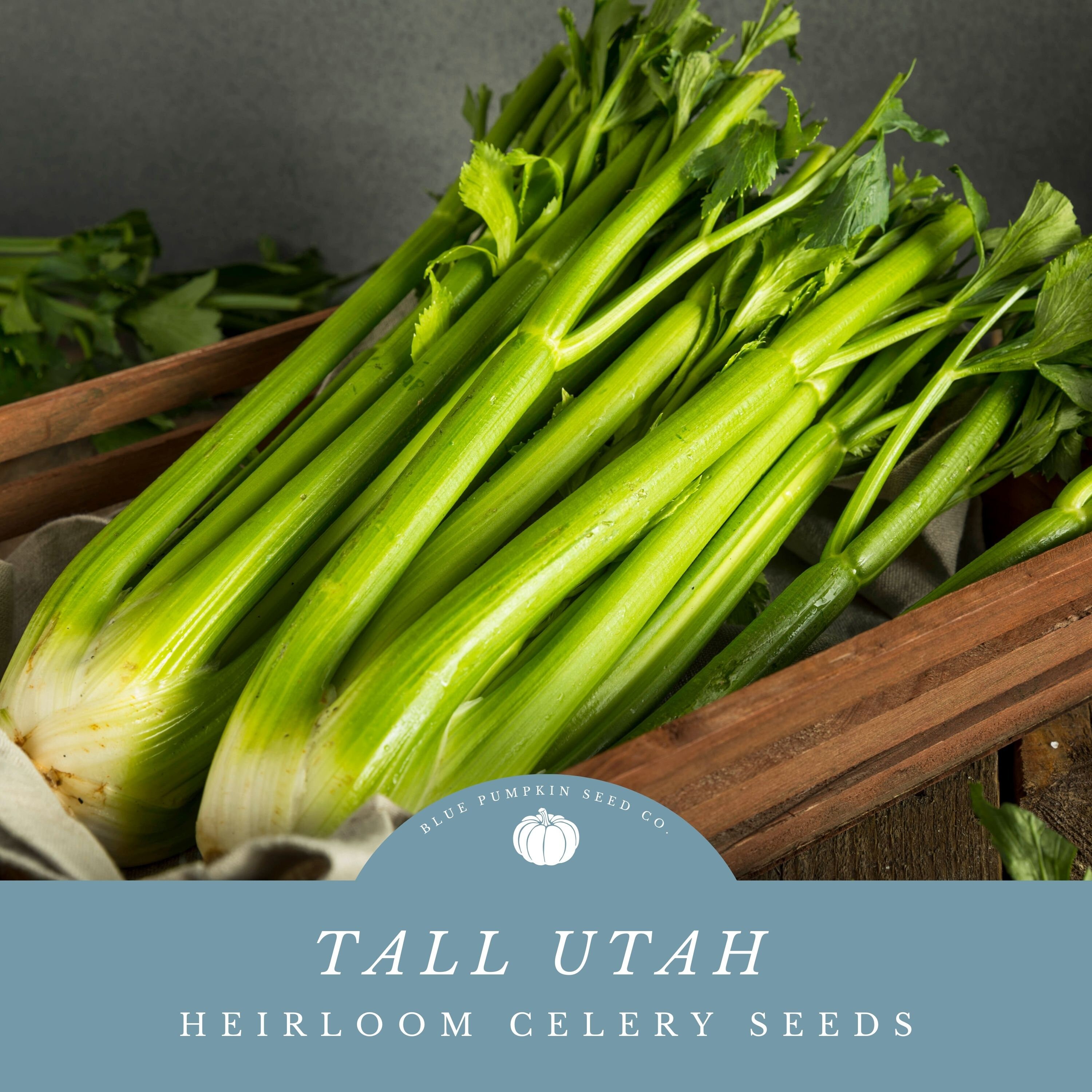 Tall Utah Celery (heirloom) seeds:  Stalk Celery, celeriac root, apio, Utah Celery, heirloom celery seeds
