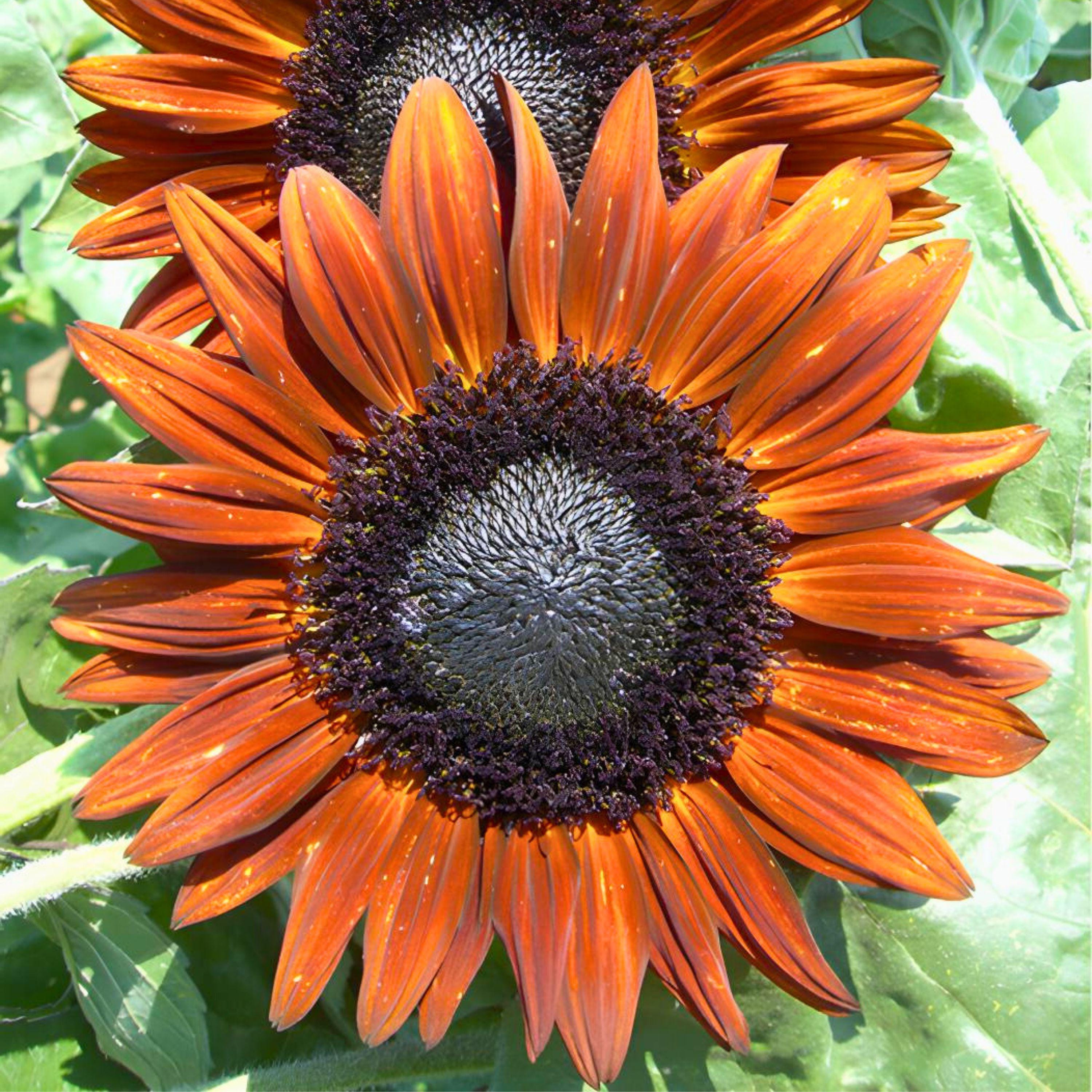 sunflower Sunflowers Sun Bright F-1 – Sunline Ag