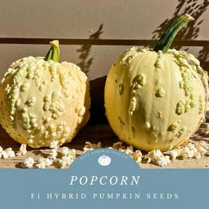 May include: Two pale yellow popcorn pumpkins with bumpy textures and green stems are displayed. The pumpkins are surrounded by popcorn kernels. The image includes the text "POPOCORN" and "F1 HYBRID PUMPKIN SEEDS".