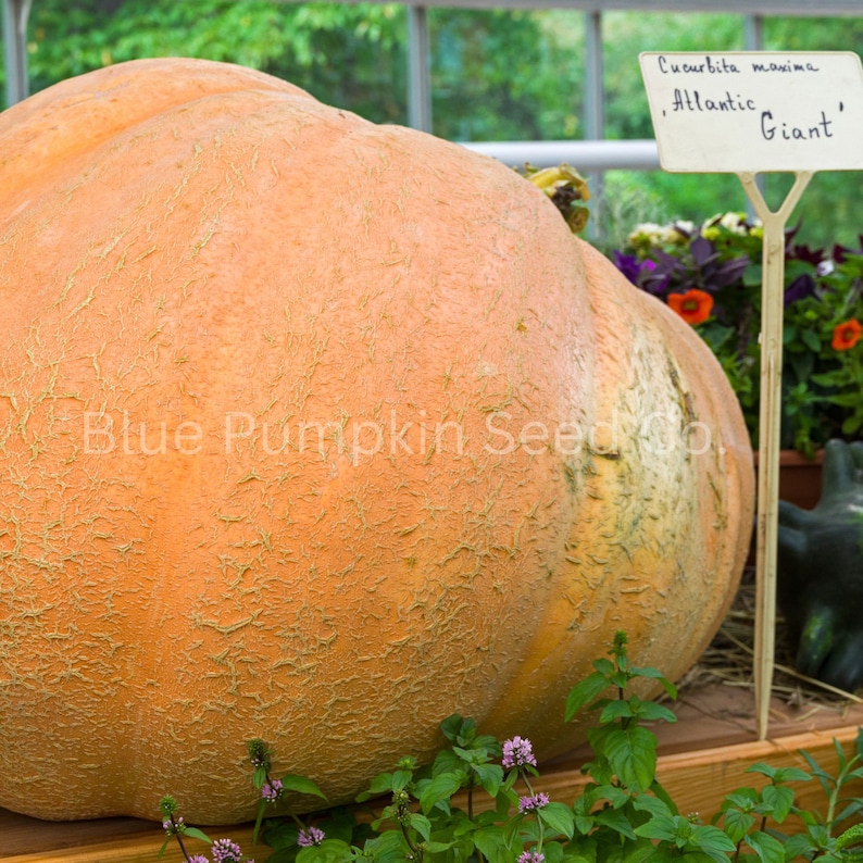 A Dill's Atlantic Giant pumpkin at a botanic garden with a sign stating such.