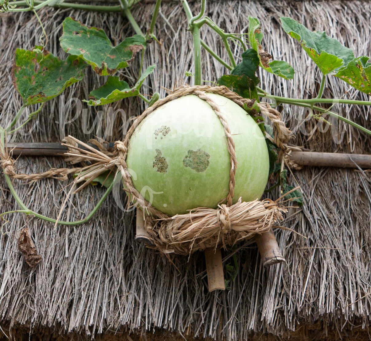 Bushel Basket Gourd Seeds lagenaria Siceraria/heirloom Etsy UK