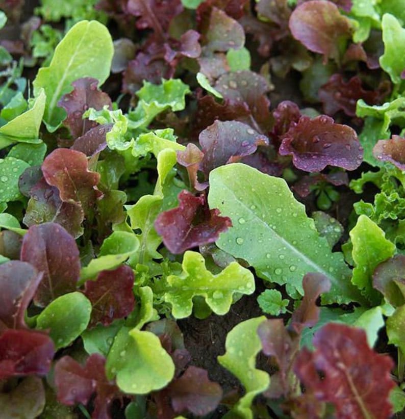 Wildfire Lettuce Seed Mix Lettuce Seed Mix Oak Leaf Etsy