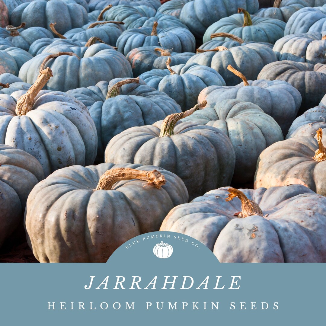 Jarrahdale Pumpkin heirloom/c.maxima Seeds Blue Bayou, Pumpkin