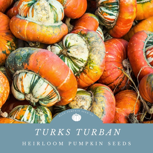 Turks Turban pumpkin (heirloom/c.maxima)  seeds: Turban squash, French Turban, turban squash, colorful, Winter squash, decorative squash