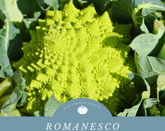 Organic Romanesco broccoli (heirloom): Roman broccoli, Roman cauliflower, Broccolo, Romanesco, Romanesque cauliflower, fractical broccoili