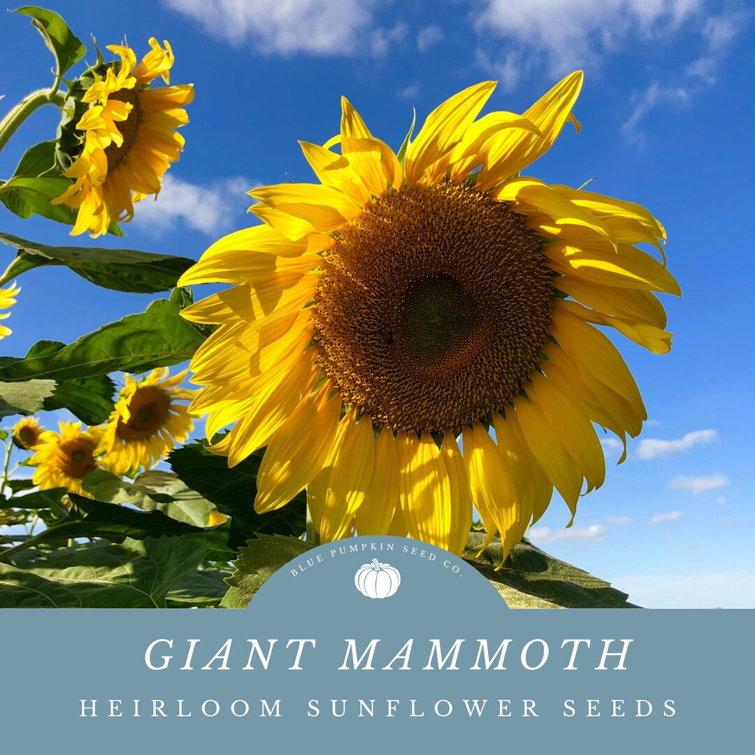 Mammoth Sunflower Seeds annual, Heirloom Giant Sunflowers, Edible Sunflower Heads, Tall