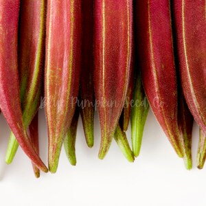 Several Red Burgundy pods laid out neatly.