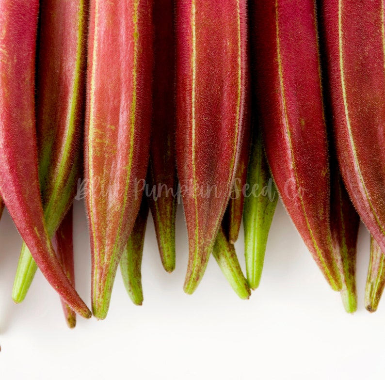 Several Red Burgundy pods laid out neatly.