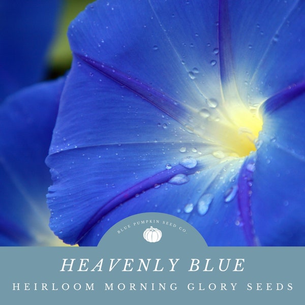 Heavenly Blue Morning Glory Seeds: Pearly Gates morning glory, blue morning glory, flying saucer flower, granny vine, morning glory seeds