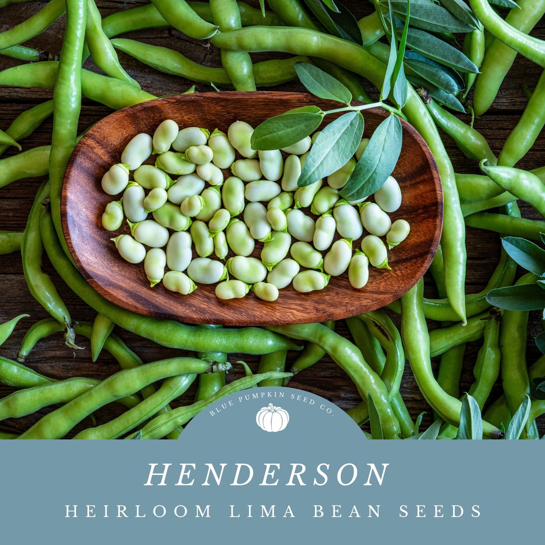 Henderson Lima Beans an Heirloom Variety With a Rich Etsy